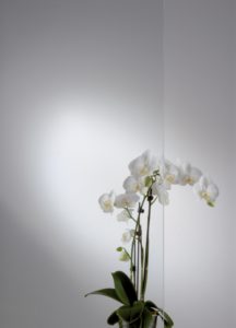 Klarglas_Orchidee